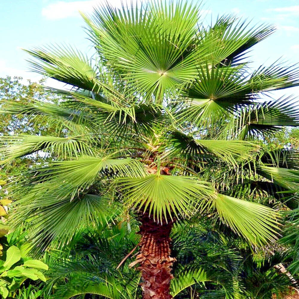 Mexican Fan Palm Tree Seeds - 10 Pack - Washingtonia robusta - Tropical Cold Hardy Plant Seeds