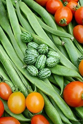 Cucamelon Seeds - 20 Pack - Mexican Sour Gherkin - Melothria scabra - Non-GMO, Made in USA
