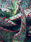 RARE ALOE 'Castilloniae' - 6" Diameter Potted Plant - Large Mature Specimen - Succulent Houseplant
