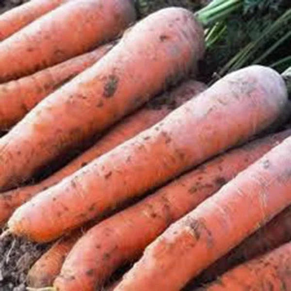 Scarlet Nantes Carrot Seeds, Heirloom Variety, 50+ Seeds for Tasty Snacks, Daucus carota subsp. sativus