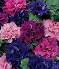 Double Red Pink Purple Mix Petunia Seeds - 50 Count for Containers & Hanging Baskets - Petunia x hybrida