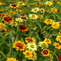 Zinnia Seeds 500 Count Persian Carpet Mix Dwarf Flower Non-GMO Pollinator Friendly (Zinnia elegans)
