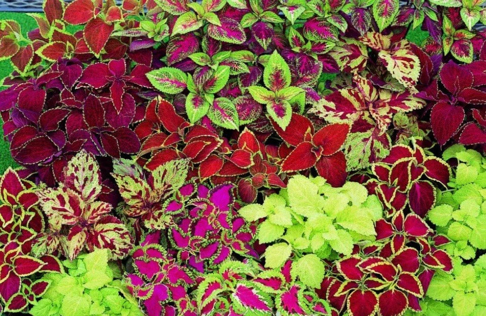 Coleus Seeds - Rainbow Mix - 100+ Seeds - Colorful Foliage - Coleus blumei