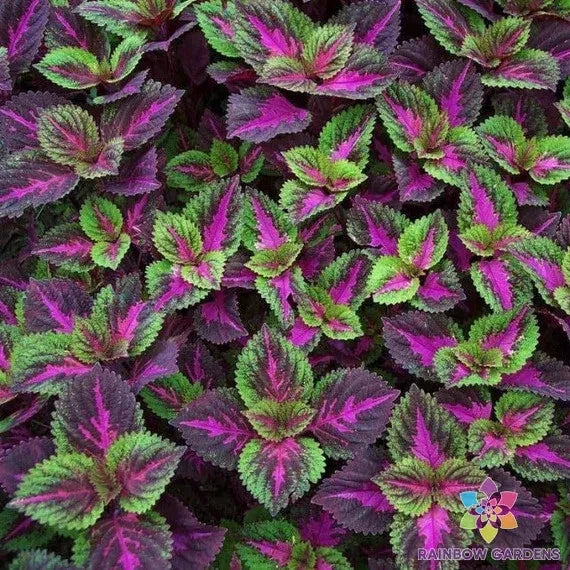 Coleus Seeds - 25+ Purple Green Variety for Garden Planting - Free Shipping - Coleus blumei