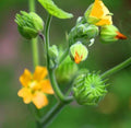 Velvetleaf Seeds for Planting - 50 Seeds - Button Bush Variety - Abutilon theophrasti