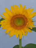Sunflower Seeds - 22 Seeds - Skyscraper Tall Yellow Flower - Helianthus annuus - GroCo
