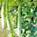 Cucuzza Squash Seeds - 2025 Planting Lagenaria siceraria Cucuzzi Snake Gourd - Heirloom Vegetable Seeds for Garden