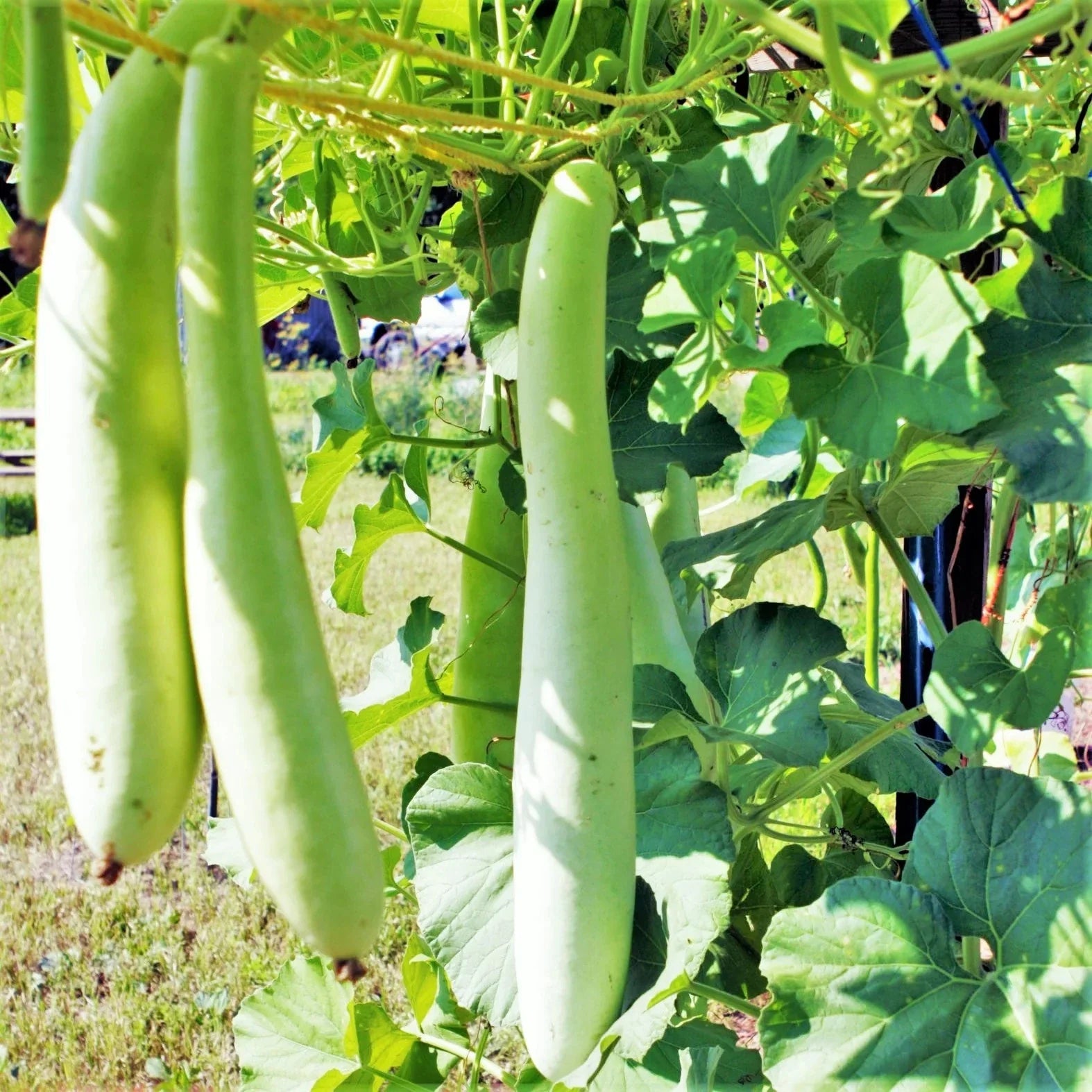 Cucuzza Squash Seeds - 2025 Planting Lagenaria siceraria Cucuzzi Snake Gourd - Heirloom Vegetable Seeds for Garden