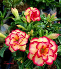 Desert Rose Plant Seedling - Small Adenium Obesum - Rooted 4-6 Inches - TONGKUM
