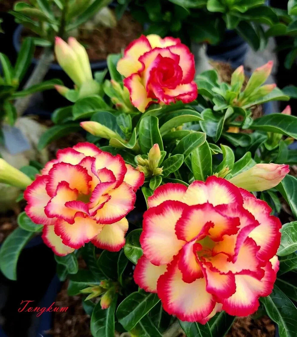 Desert Rose Plant Seedling - Small Adenium Obesum - Rooted 4-6 Inches - TONGKUM