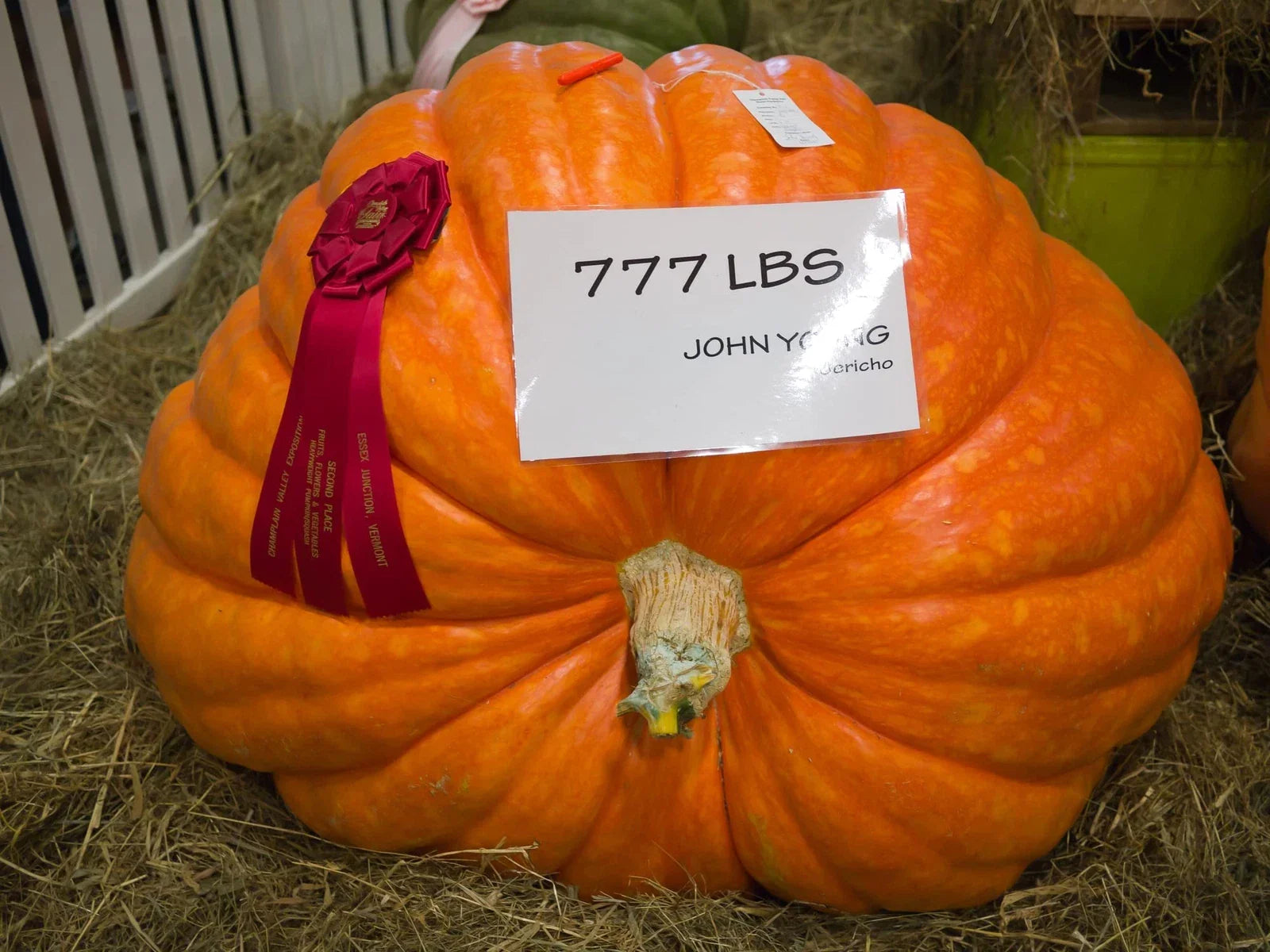 Colossal Pumpkin Seeds 15 Count - Cinderella Variety - Grow Giant Pumpkins (Cucurbita maxima)