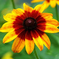 Rudbeckia Seeds - 1000 Organic Denver Daisy Seeds - Free Shipping - USA Grown