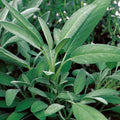 Broadleaf Sage Herb Seeds - 400+ Fresh Seeds - Salvia officinalis - Culinary Garden Planting