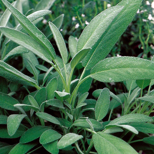 Broadleaf Sage Herb Seeds - 400+ Fresh Seeds - Salvia officinalis - Culinary Garden Planting