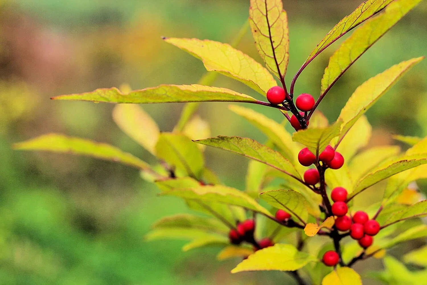 Red Huckleberry Seeds 30 Count for Planting Vaccinium parvifolium – Hardy Fruit Seeds for Garden and Landscape