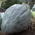 Giant Blue Hubbard Sweet Squash Seeds - 10 Pack - Rare Heirloom - Non-GMO - Fresh Seeds
