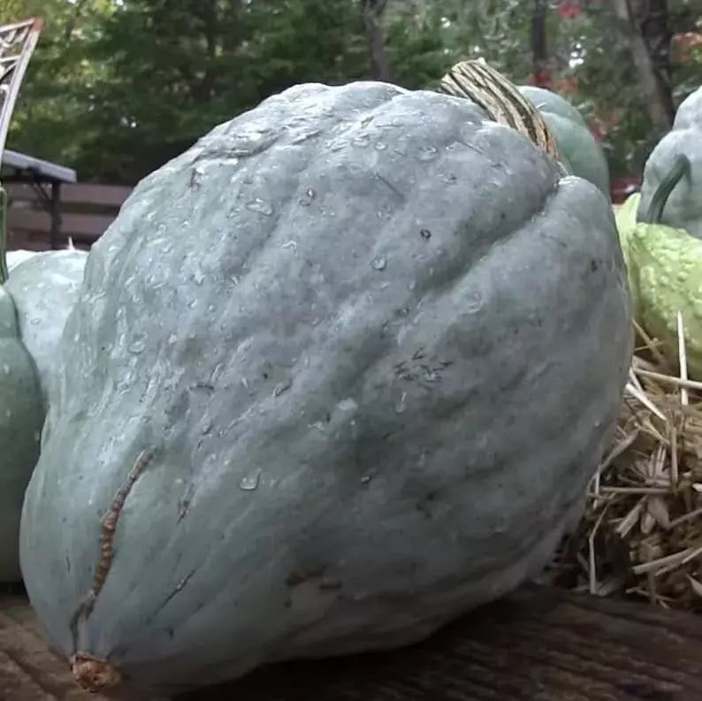 Giant Blue Hubbard Sweet Squash Seeds - 10 Pack - Rare Heirloom - Non-GMO - Fresh Seeds