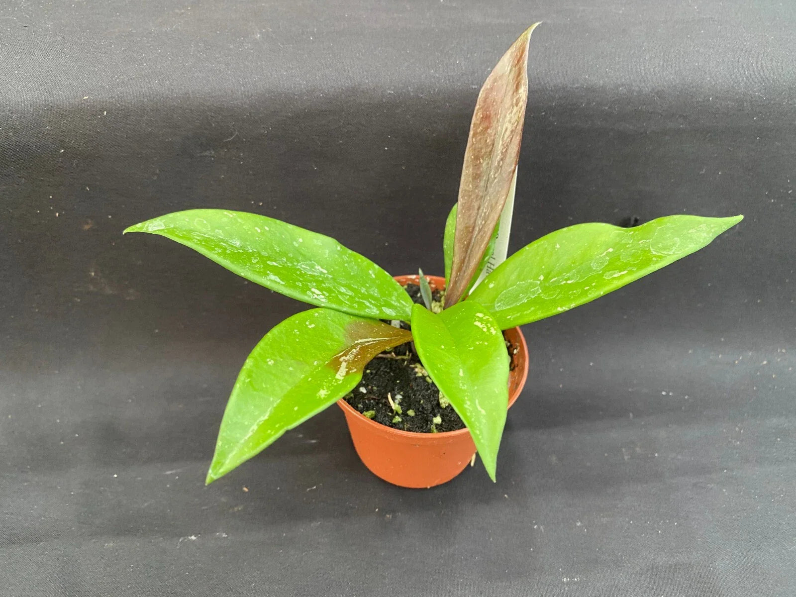 Hoya Pubicalyx 'Royal Hawaiian Purple' Rooted Plant 2.5" Pot