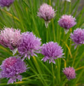 Chives Seeds - Common Culinary Herb - Non-GMO - 500 Seeds - Perennial Garden Plant (Allium schoenoprasum)