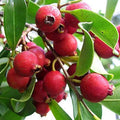 Strawberry Guava Seeds - 50+ Pack for Garden Planting - Psidium cattleyanum - USA Grown