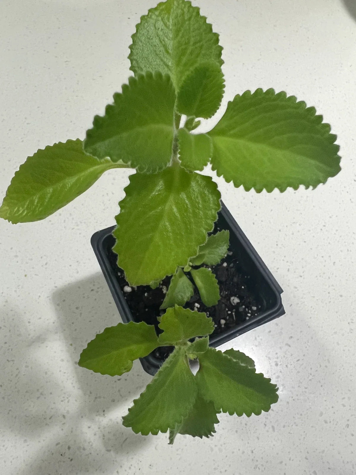 Cuban Oregano Plants - Well Rooted Mexican Mint - Spanish Thyme - 5 to 7 Inches Tall - Plectranthus amboinicus