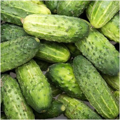 Cucumber Seeds 60+ Wisconsin Pickling Non-GMO SMR58 Variety - Perfect for Home Gardening