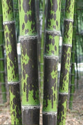 Leopard Bamboo Seeds - 50 Count - Clumping Privacy Plant for Garden - Shade Screen - US Seller - Bambusa vulgaris