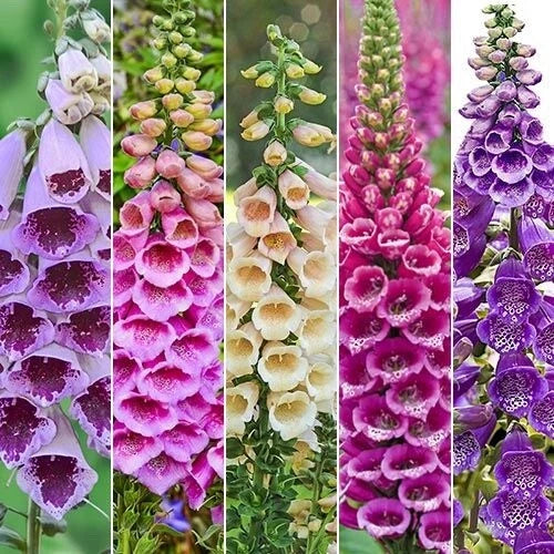 Foxy Foxglove Seeds Packet 300 Mixed Colors Digitalis purpurea