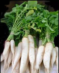 Radish Seeds - 500 Count - Japanese Minowase Daikon - Heirloom Non-GMO