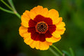 Coreopsis Seeds - 1001+ Plains Native Wildflower - Drought Tolerant, Heat Resistant, Pollinator Friendly (Tickseed)