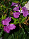 Perennial Dianthus Plant 4" Pot - Fragrant Pink Blooms - Live Garden Flower