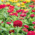 Meteor Zinnia Seeds - 100+ Pack for Garden Planting - Colorful Annual Flower Seeds - Zinnia elegans