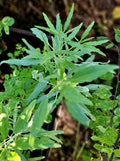 25 Organic Heirloom Pipicha Seeds, Rare Chepiche Variety (Porophyllum linaria) for Culinary Gardens