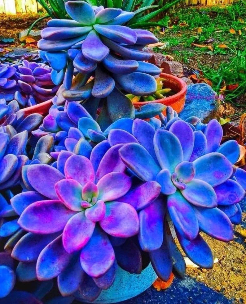 Blue Succulents Seeds, 100pcs Pack, Witchford Lithops, Cactus Seeds, Drought-Tolerant Plants for Indoor Gardening