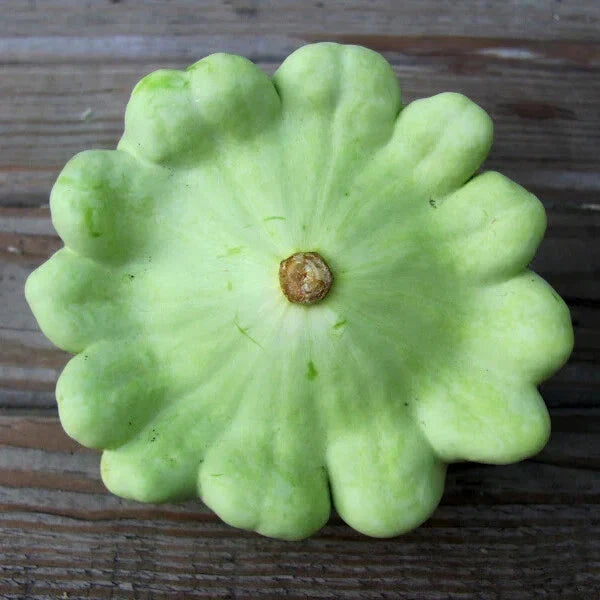Bennings Green Tint Squash Seeds - 30 Non-GMO Heirloom Seeds - Cucurbita pepo - USA Seller