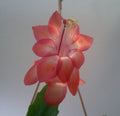 Schlumbergera Starter Plant - Congo Variety - Christmas Cactus - Easy Care Indoor Plant