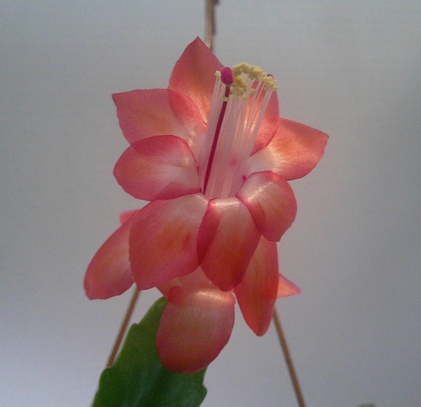 Schlumbergera Starter Plant - Congo Variety - Christmas Cactus - Easy Care Indoor Plant