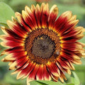 Indian Blanket Sunflower Seeds - 50+ Pack - Native Wildflower for Pollinators - Easy to Grow, Cut Flower Garden