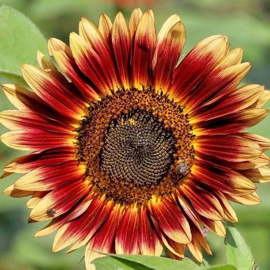 Indian Blanket Sunflower Seeds - 50+ Pack - Native Wildflower for Pollinators - Easy to Grow, Cut Flower Garden