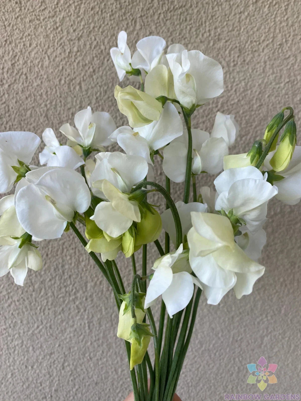 Spencer Ice Cream Sweet Pea Seeds - 50+ Count - Garden Planting - Lathyrus odoratus - USA