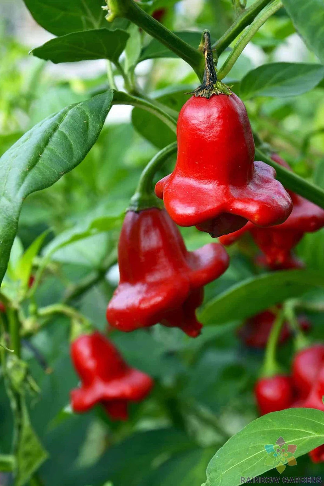 Bishop's Crown Hot Pepper Seeds - 25+ Pack - Heirloom Variety - Capsicum baccatum - Garden Planting, USA