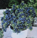 Dwarf Top Hat Bonsai Plant - Fruit-Bearing, Ideal for Containers - Perfect Decorative Specimen