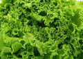 Waldmann's Green Lettuce Seeds 500+ Non-GMO Heirloom Seeds for Home Gardening (Lactuca sativa)