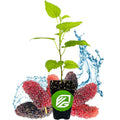 Dwarf Everbearing Black Mulberry Tree - 3-Inch Live Plant - Morus nigra - Fresh Plant in Pot
