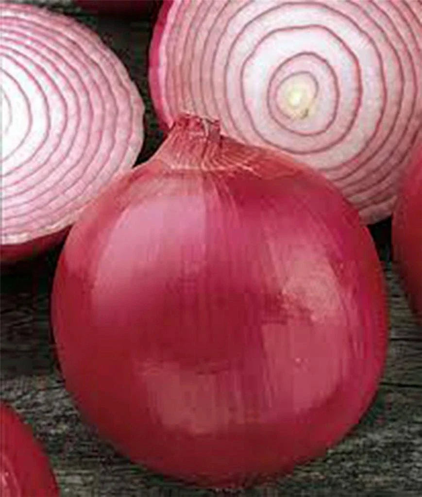 Onion Seeds 500 Count, Short Day Burgundy Red Heirloom, Non-GMO, Allium cepa