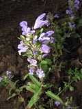 Moldavian Dragon's Head Seeds - 50+ Showy Herbal Seeds - Dracocephalum moldavica