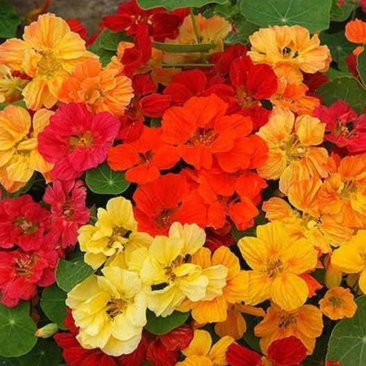 Nasturtium Seeds - Whirlybird Double Mix - Dwarf Multicolor Edible & Fragrant - 25 Seeds (Tropaeolum majus)