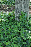 Baltic Ivy Sub Zero 3 Rooted Cuttings - Climbing Vine Ground Cover (Hedera helix)