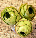 AEONIUM SPP Cutting - 2" Rose Bud Style Succulent - Perfect for Propagation or Indoor Plant Decor