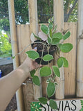 Hoya Plant 6" Pot Variegated Krimson Queen (Hoya Carnosa) Live Indoor Houseplant